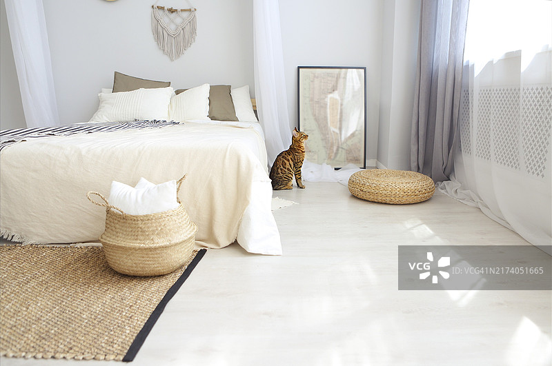 浅色调卧室里的绿眼孟加拉猫图片素材