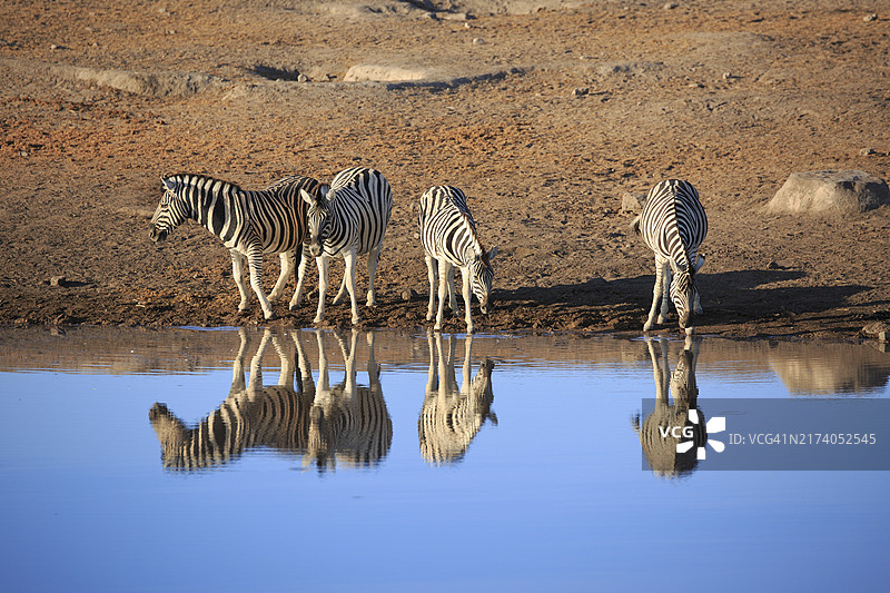 纳米比亚埃托沙国家公园的水坑边饮水的斑马图片素材