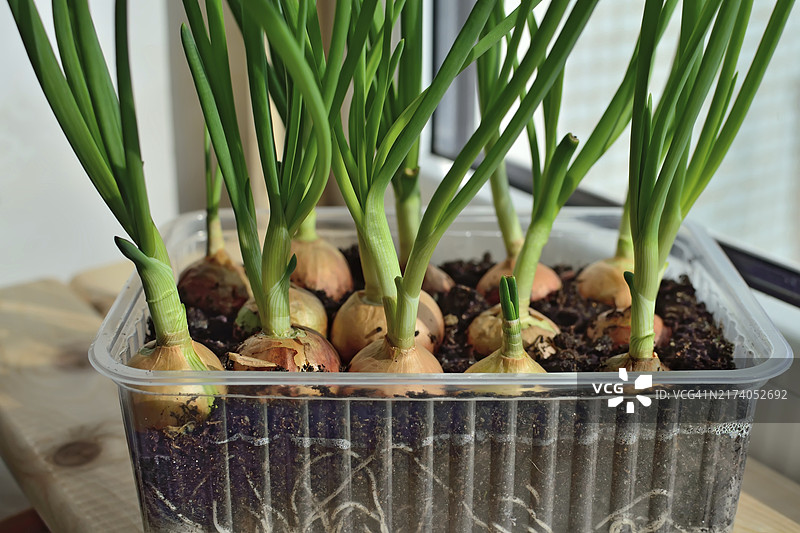 塑料盆里窗台上生长的绿洋葱图片素材
