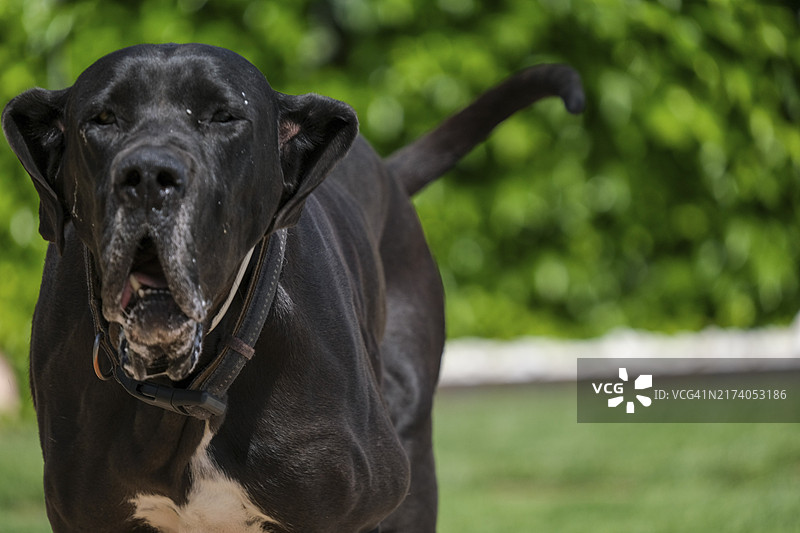 西班牙马略卡岛的大丹犬图片素材