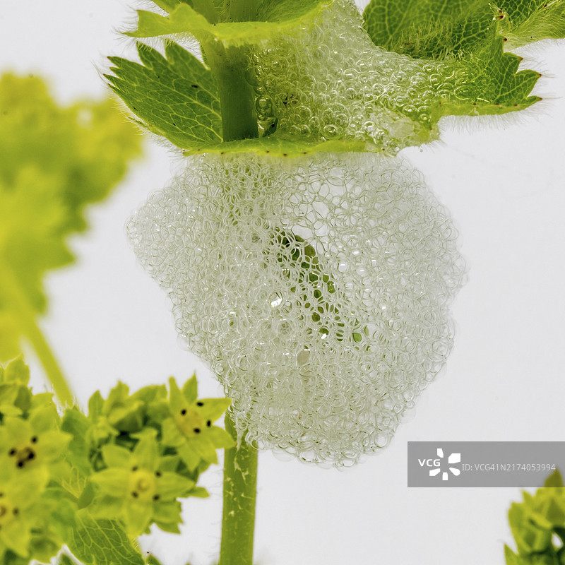 刚孵化后不久的绿色大草丛蟋蟀幼虫图片素材