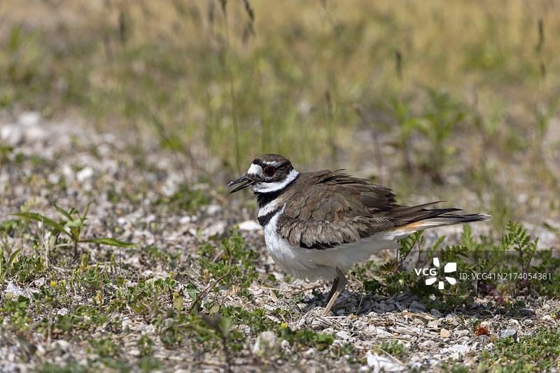 炎热天气下，雌性叫鸻站立在鸟蛋上遮阴图片素材