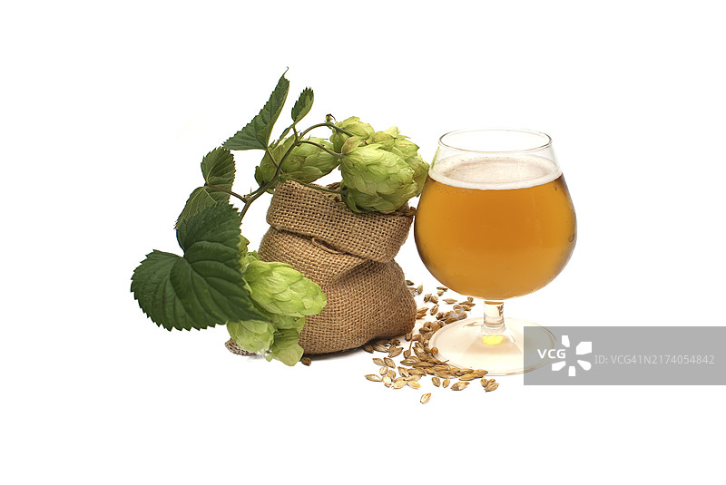 啤酒静物摄影：啤酒花与大麦图片素材