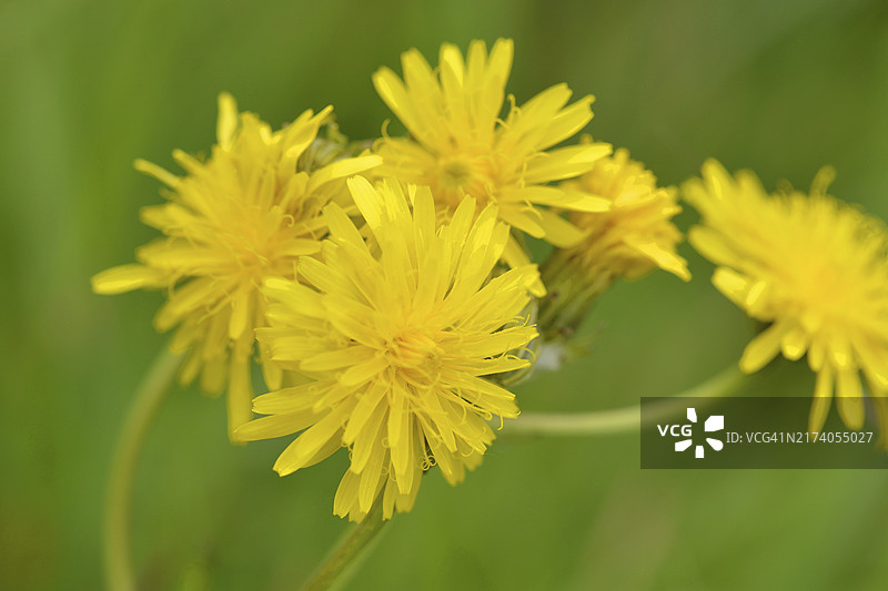 草地上的蒲公英花图片素材