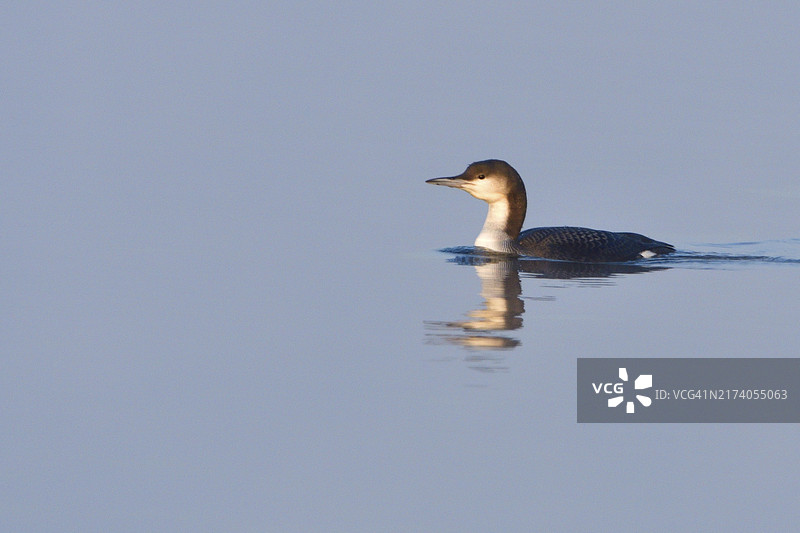 萨克森冬季的黑喉潜鸟图片素材
