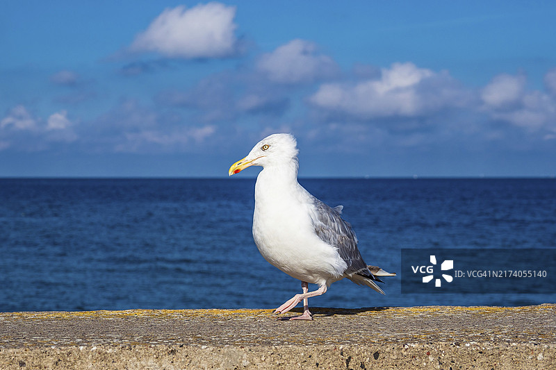 瓦尔内明德波罗的海沿岸的海鸥图片素材