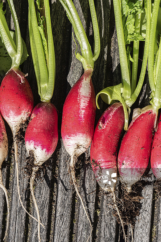 新鲜采摘的萝卜图片素材