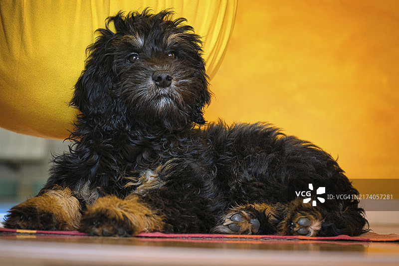 黑棕色的金毛贵宾犬幼犬。由金毛寻回犬和贵宾而成的混合犬。亲密的家庭犬，非常温柔可亲。图片素材