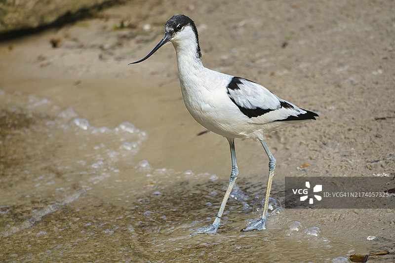 在津格斯特附近的波罗的海海滩上孤立的鹬图片素材