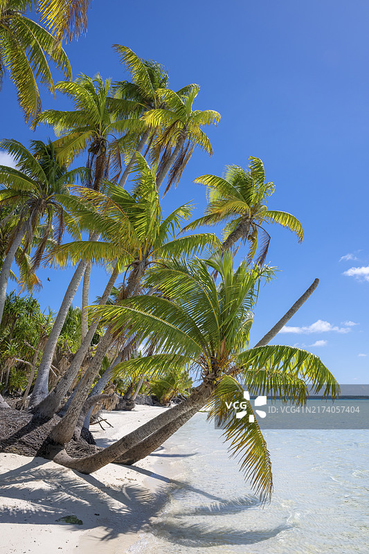 特提亚罗阿岛，有椰子树的海滩图片素材
