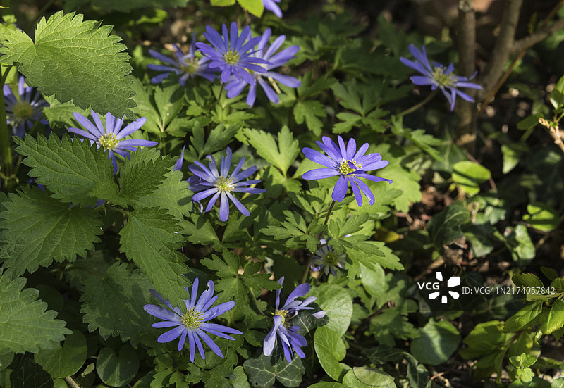 阳光下蓝色花朵和绿色树叶的春季景色图片素材