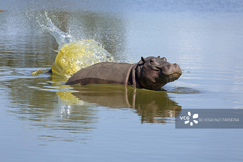 河马被鳄鱼袭击后逃跑图片素材