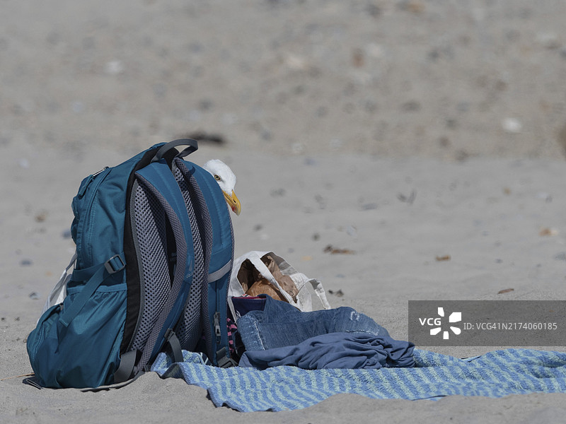 银鸥在海滩上废弃的泊位寻找食物图片素材