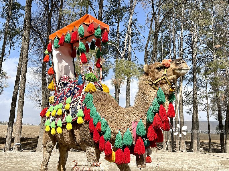 美丽的骆驼图片素材