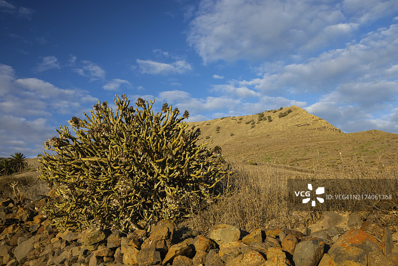 兰萨罗特岛Haria附近的Senecio kleinia图片素材