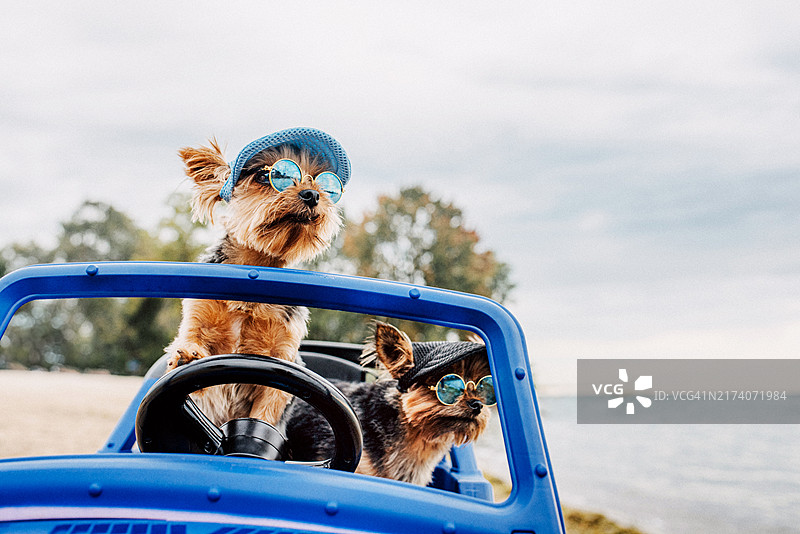 两只小狗在海滩上开吉普车图片素材