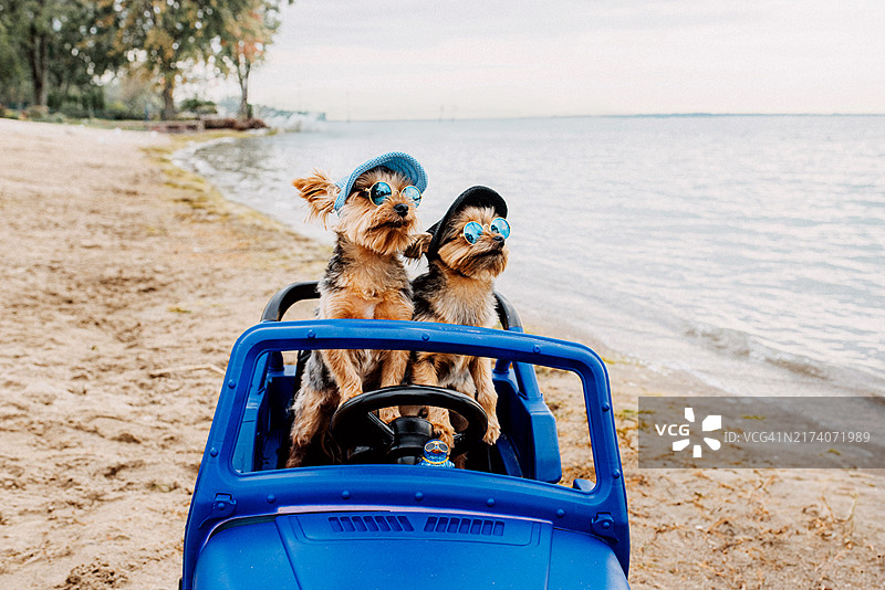 两只小狗在海滩上开吉普车图片素材