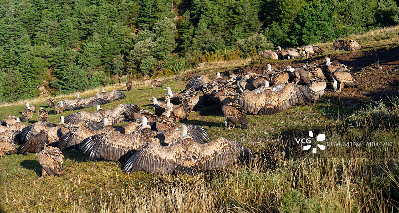 秃鹫晾晒翅膀图片素材