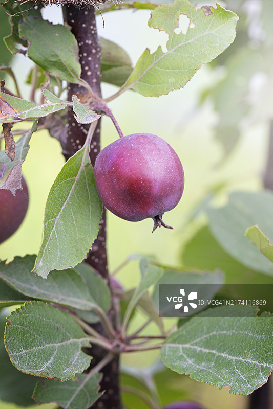 树上未成熟的红苹果图片素材