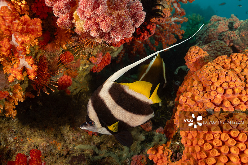 印尼特里同湾珊瑚天堂中的长鳍燕鱼图片素材