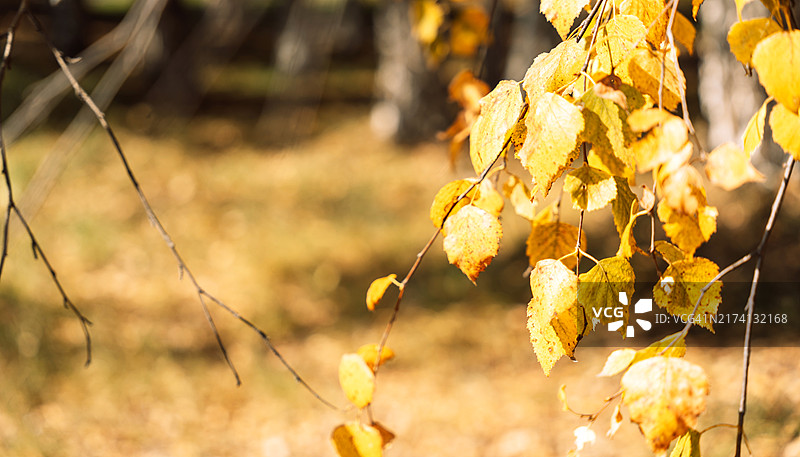 黄色树叶的桦树枝图片素材