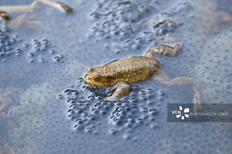 普通蟾蜍（Bufo bufo）在水中产卵，季节，德国巴登-符腾堡州图片素材
