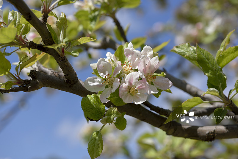 欧洲野苹果花（Malus sylvestris），西班牙阿利坎特图片素材