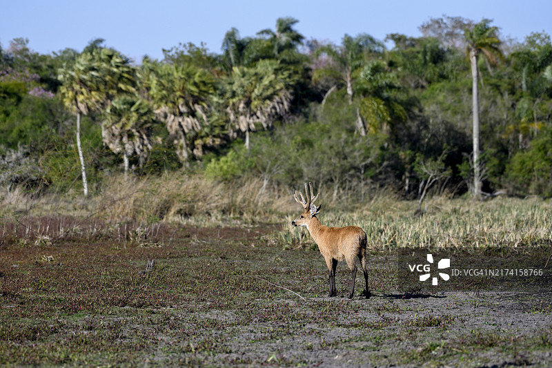 阿根廷科连特斯省伊贝拉湿地的彭巴斯鹿图片素材