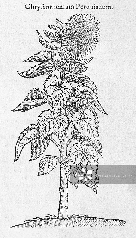 伦勃特·多东斯《植物新志》中的向日葵木刻版画，1578年，英国伦敦图片素材