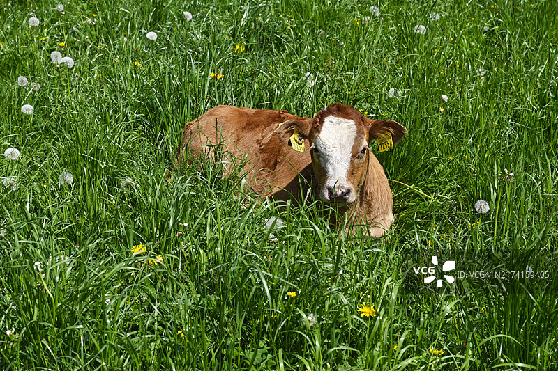 利穆赞牛红斑小牛图片素材