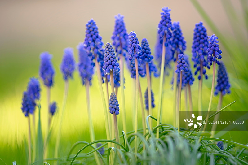 葡萄风信子微距摄影图片素材