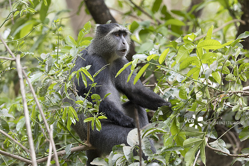 蓝色猴子图片素材