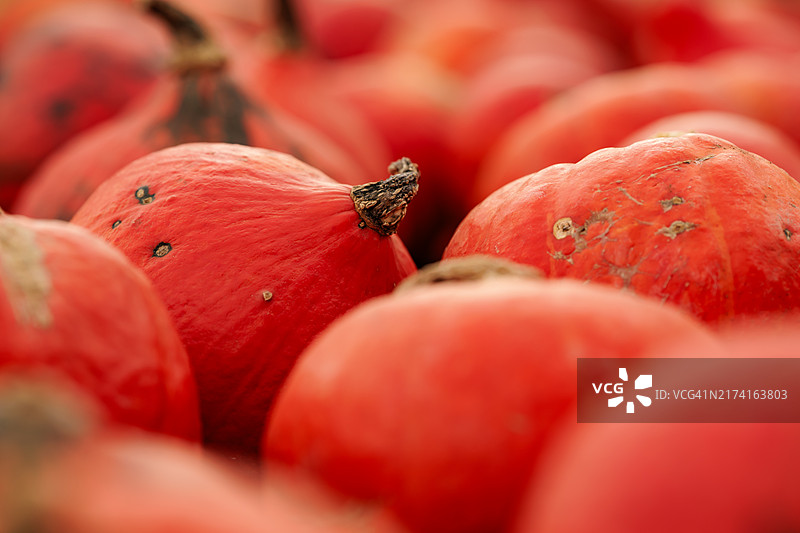 秋季街头摊位售卖的北海道南瓜堆特写图片素材