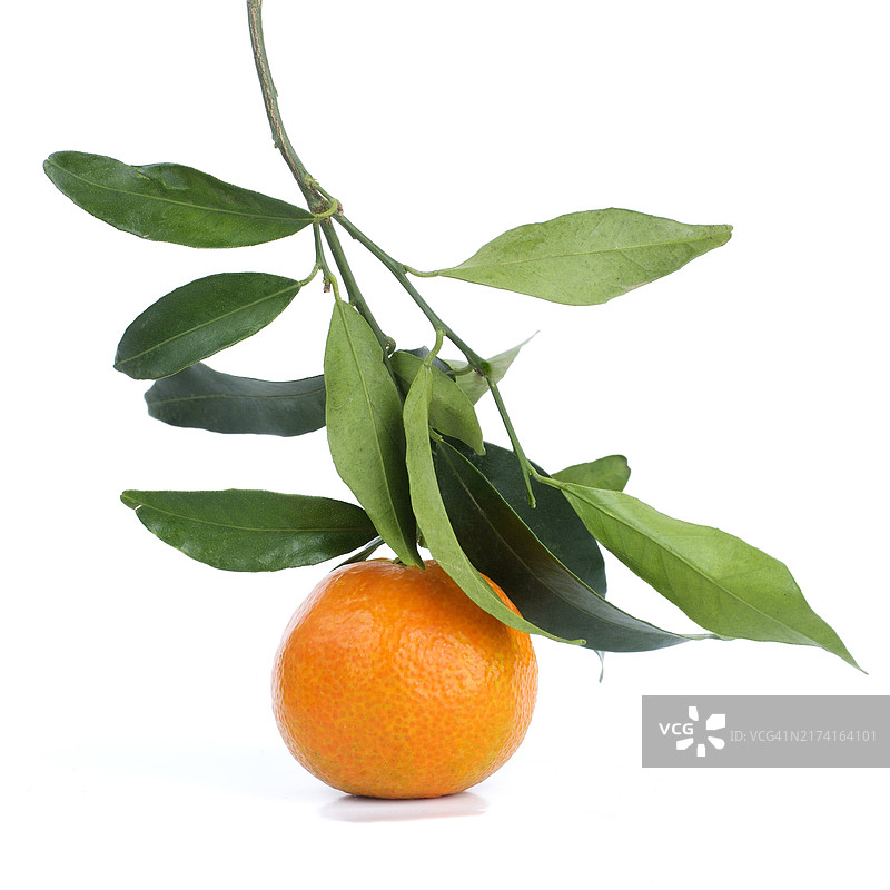 白色背景树枝上的克莱门汀图片素材