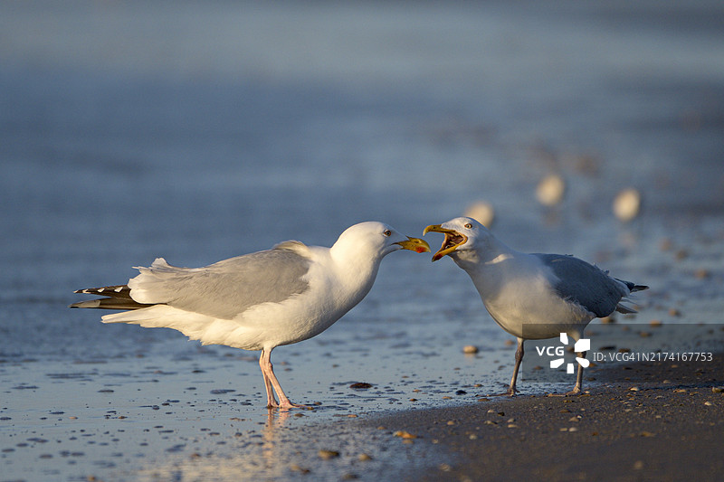 欧洲银鸥（四月，特塞尔，北海，荷兰）图片素材