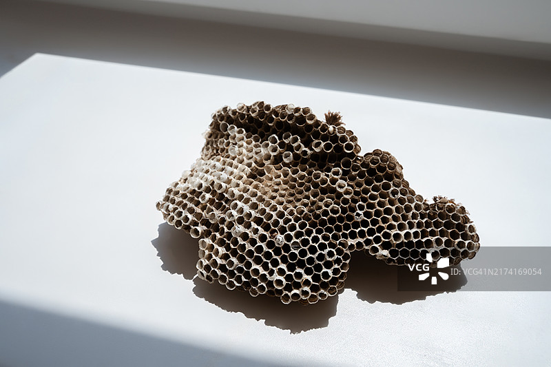 空蜂巢图片素材