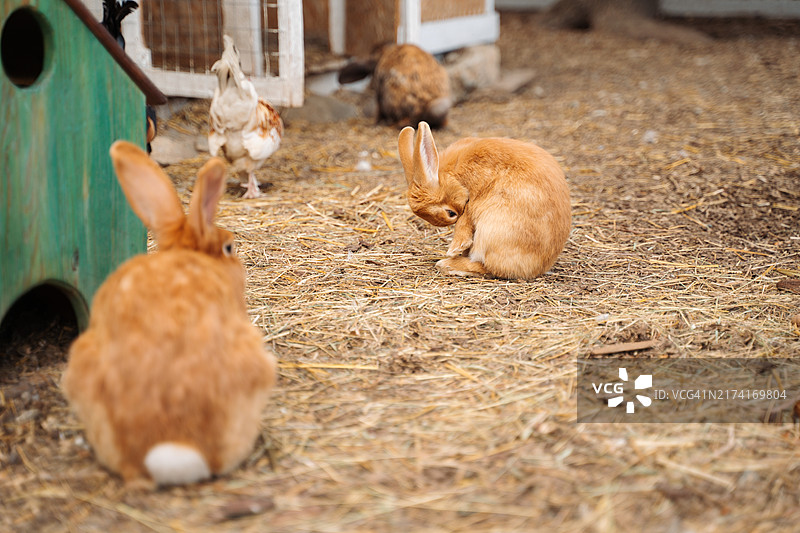 可爱的毛茸茸的小兔子在生态农场里图片素材