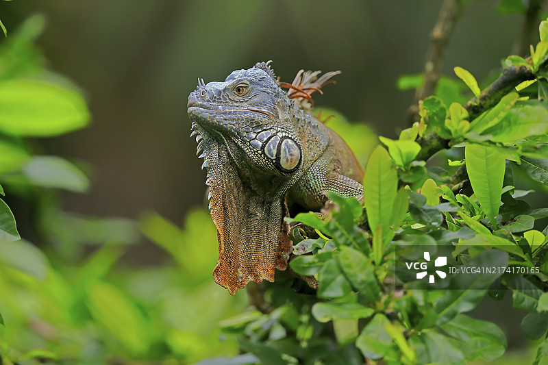 中美洲树上的红色绿鬣蜥图片素材