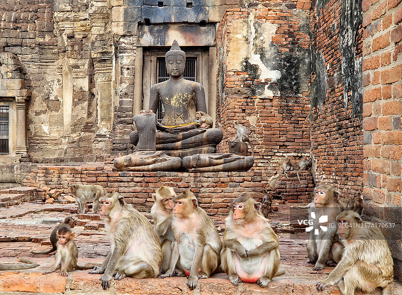 泰国华富里“猴庙”图片素材
