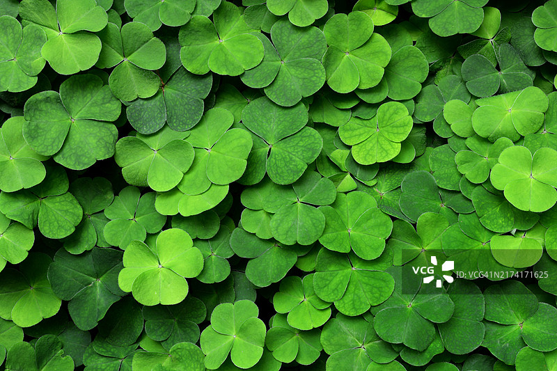 酢浆草图片素材