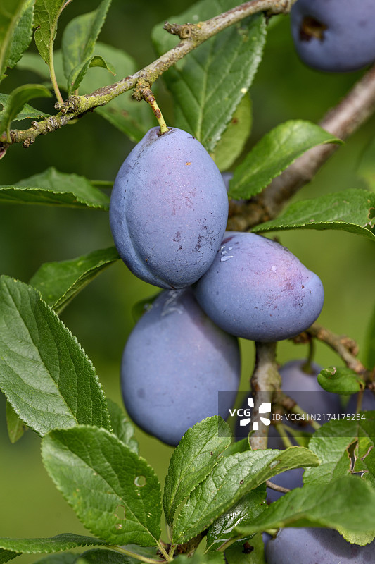挂在树上的成熟李子（欧洲李）图片素材