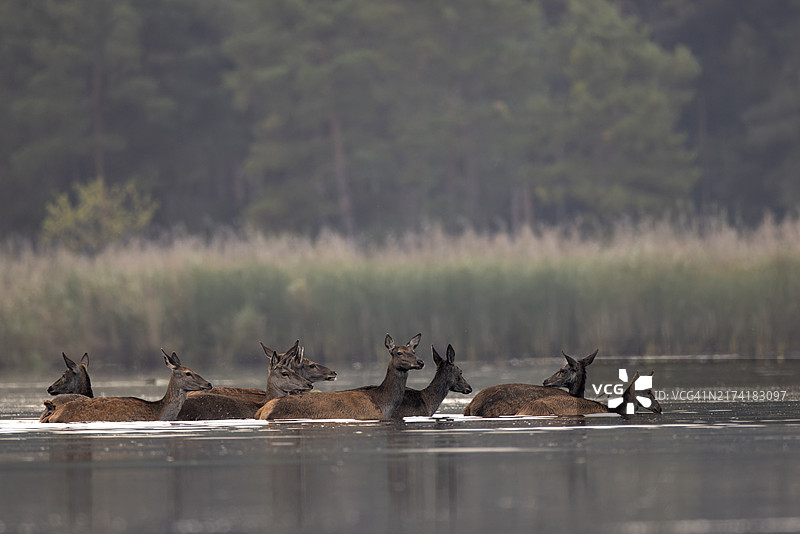 雌鹿群穿过池塘水面图片素材