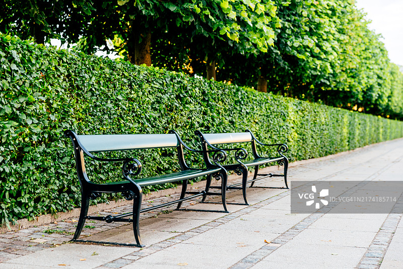 哥本哈根的经典长椅和绿色植物墙（丹麦夏季）图片素材
