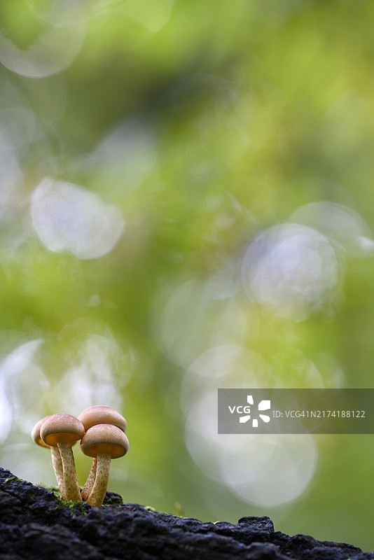 德国北莱茵-威斯特法伦州硫磺簇菌图片素材