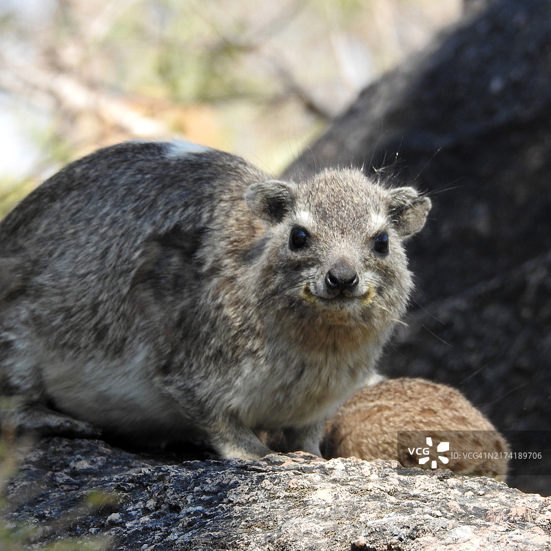 岩蹄兔图片素材