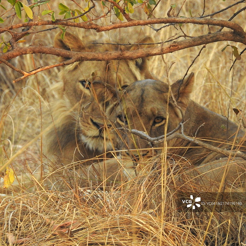 狮子在高草中休息图片素材