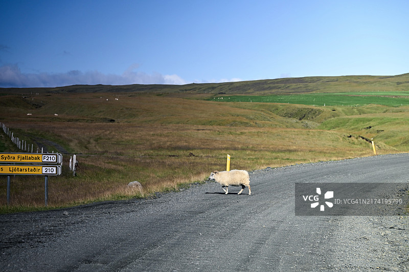 赫里富内斯附近乡村道路上的一只绵羊图片素材