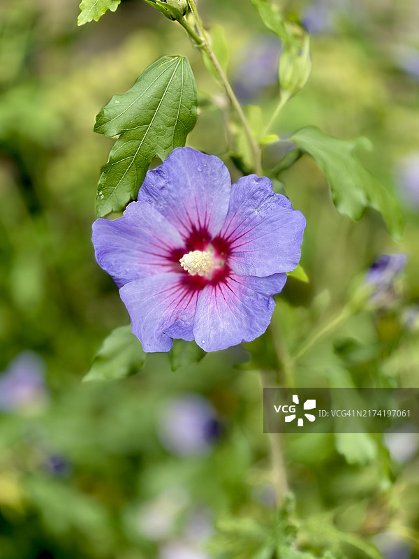 木槿花蕾、盛开和特写图片素材