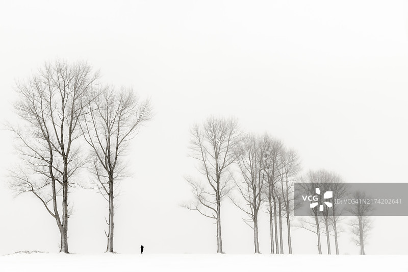 德国巴伐利亚东阿尔高考夫博伊伦，黑白冬日林荫道中行走的孤独女人。图片素材