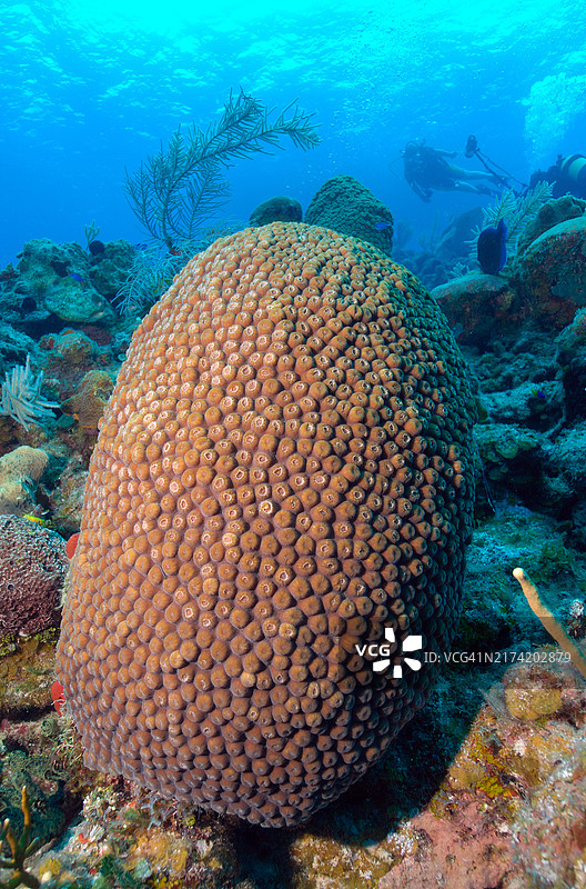 大星珊瑚，加勒比海图片素材